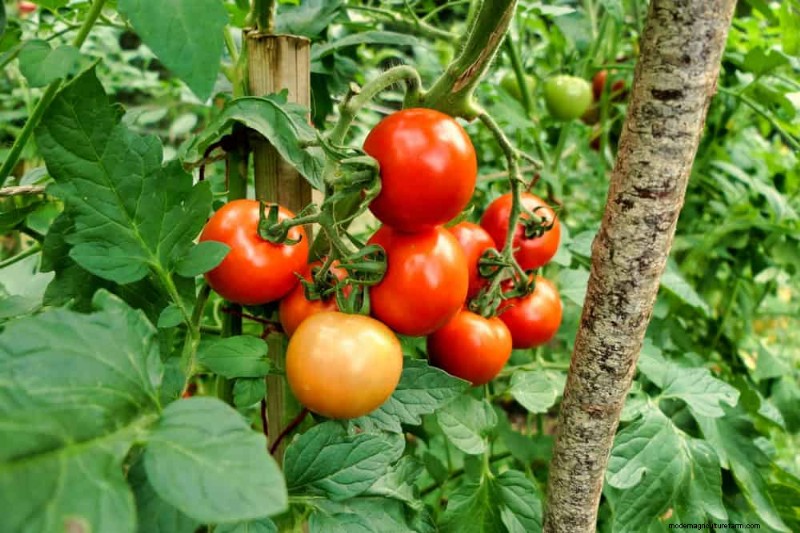 Protect Your Garden: 21 Proven Methods for Spring Pest Control