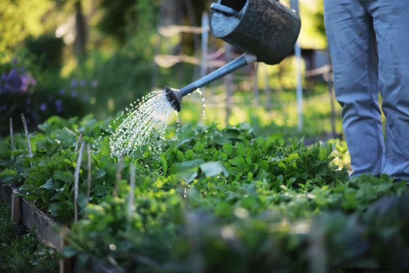 Protect Your Garden: 21 Proven Methods for Spring Pest Control