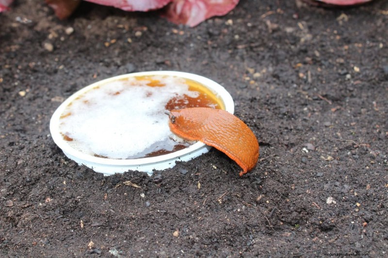 Protect Your Garden: 21 Proven Methods for Spring Pest Control