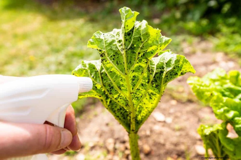 Protect Your Garden: 21 Proven Methods for Spring Pest Control