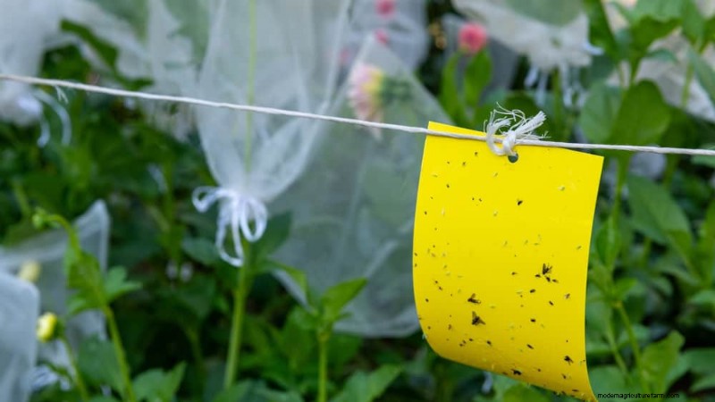 Protect Your Garden: 21 Proven Methods for Spring Pest Control
