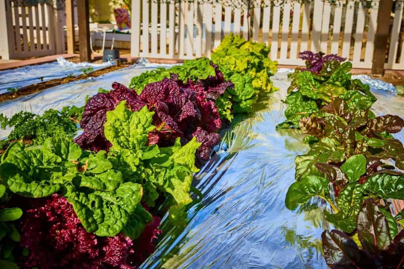 Protect Your Garden: 21 Proven Methods for Spring Pest Control