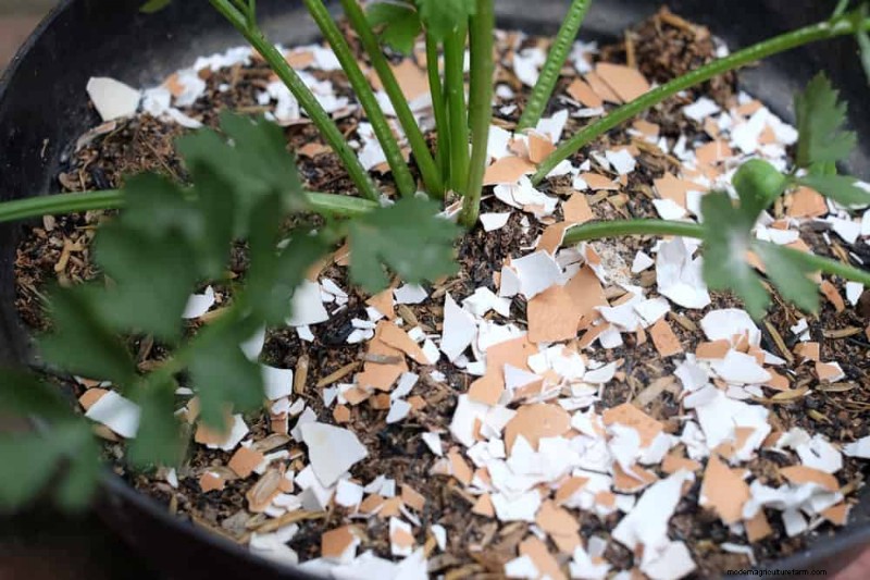 Protect Your Garden: 21 Proven Methods for Spring Pest Control
