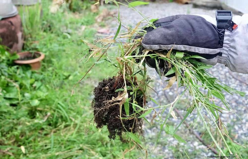Protect Your Garden: 21 Proven Methods for Spring Pest Control