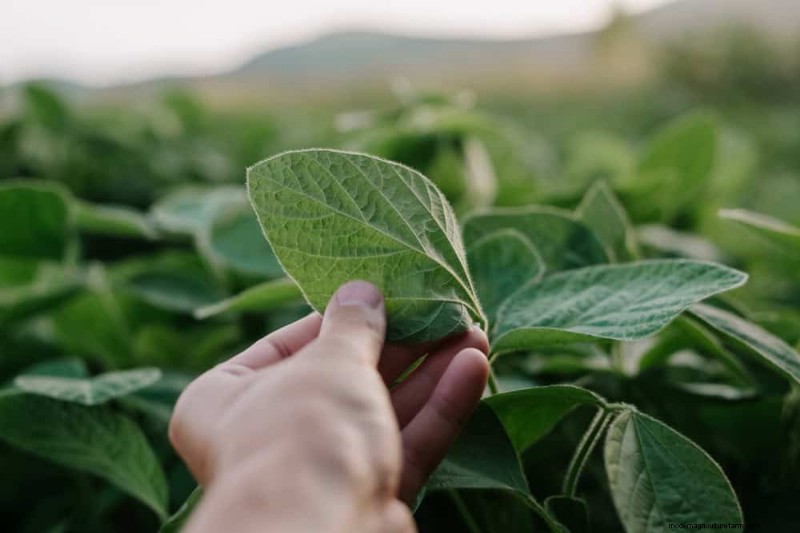 Protect Your Garden: 21 Proven Methods for Spring Pest Control