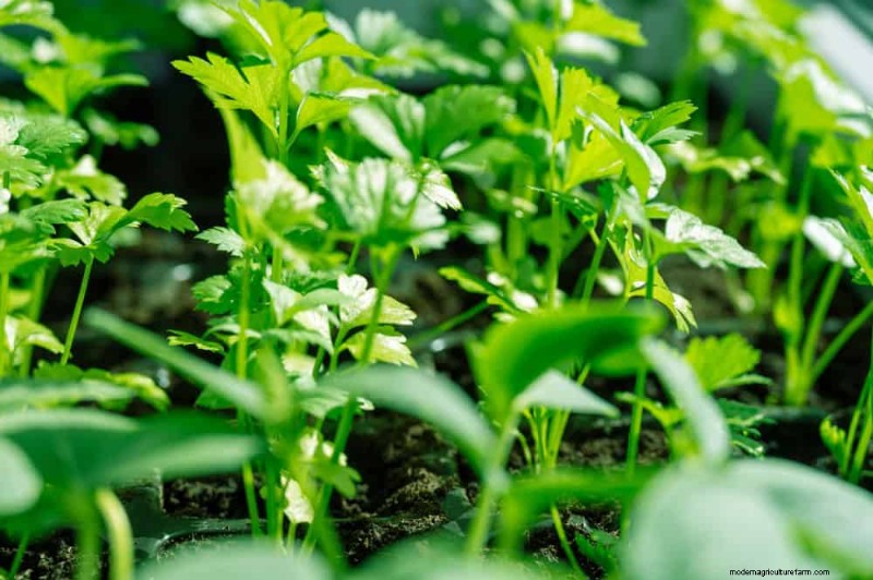 Protect Your Garden: 21 Proven Methods for Spring Pest Control