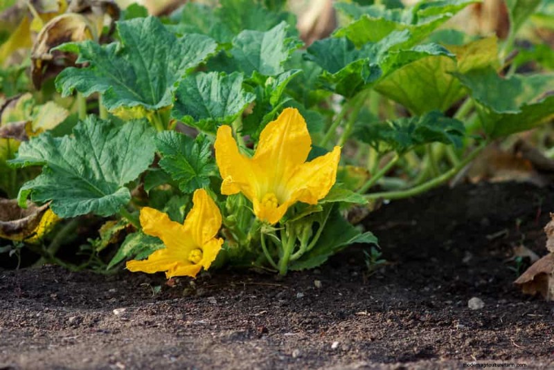 Incompatible Plant Combinations: Avoid These Toxic Pairings in Your Garden