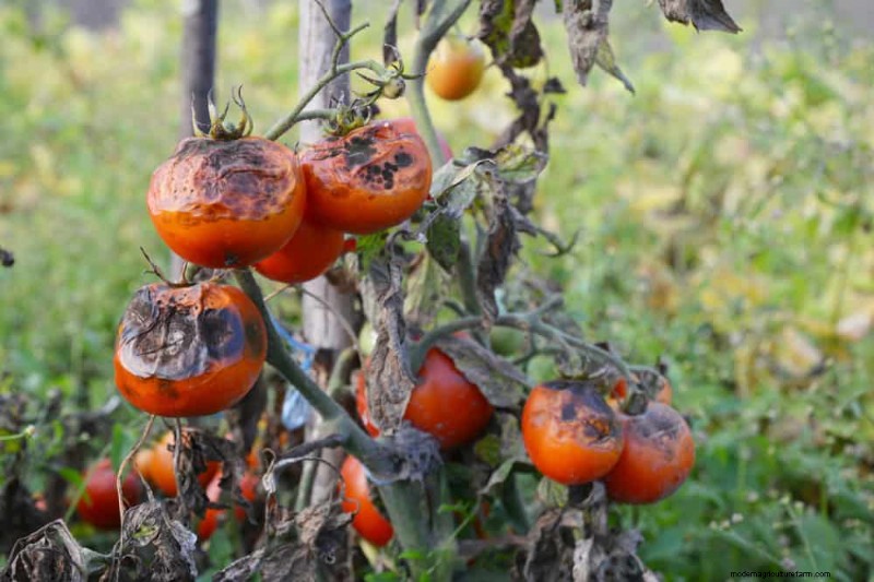 Incompatible Plant Combinations: Avoid These Toxic Pairings in Your Garden