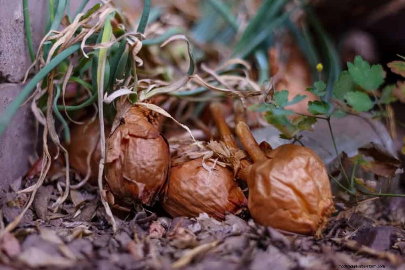 Incompatible Plant Combinations: Avoid These Toxic Pairings in Your Garden