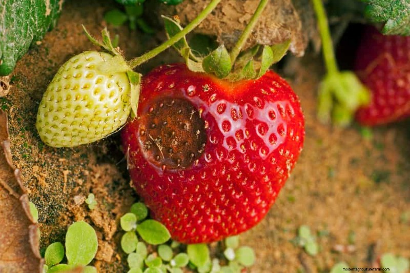 Incompatible Plant Combinations: Avoid These Toxic Pairings in Your Garden