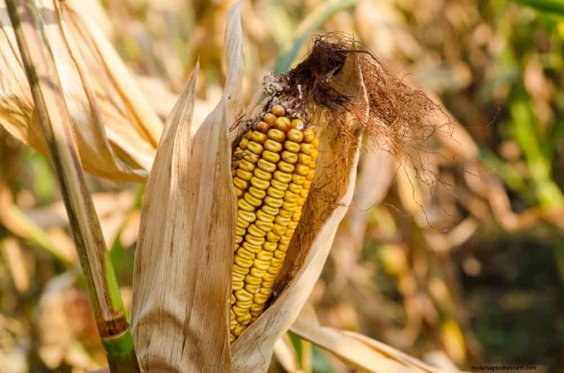 Incompatible Plant Combinations: Avoid These Toxic Pairings in Your Garden