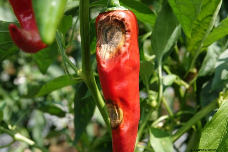 Incompatible Plant Combinations: Avoid These Toxic Pairings in Your Garden