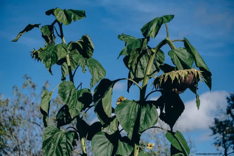 Incompatible Plant Combinations: Avoid These Toxic Pairings in Your Garden