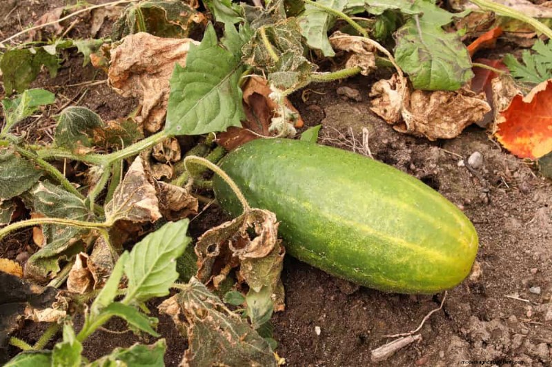 Incompatible Plant Combinations: Avoid These Toxic Pairings in Your Garden