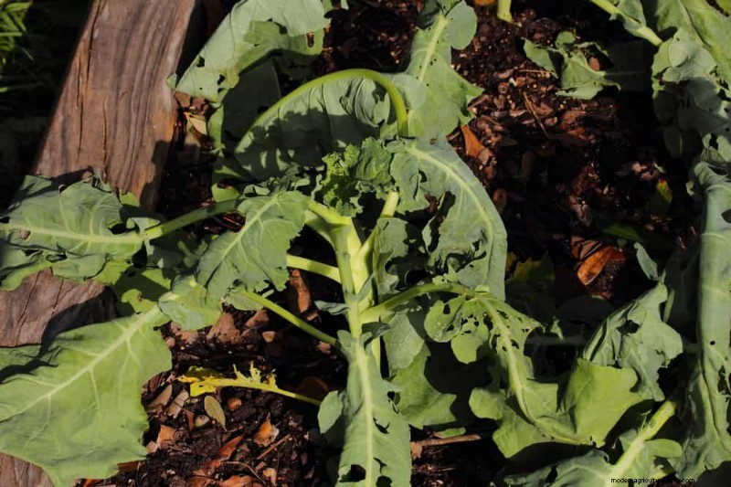 Incompatible Plant Combinations: Avoid These Toxic Pairings in Your Garden