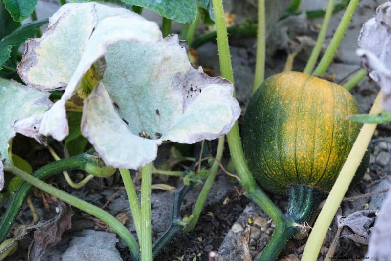 Incompatible Plant Combinations: Avoid These Toxic Pairings in Your Garden