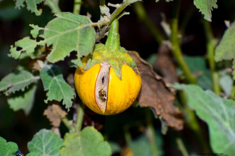 Incompatible Plant Combinations: Avoid These Toxic Pairings in Your Garden