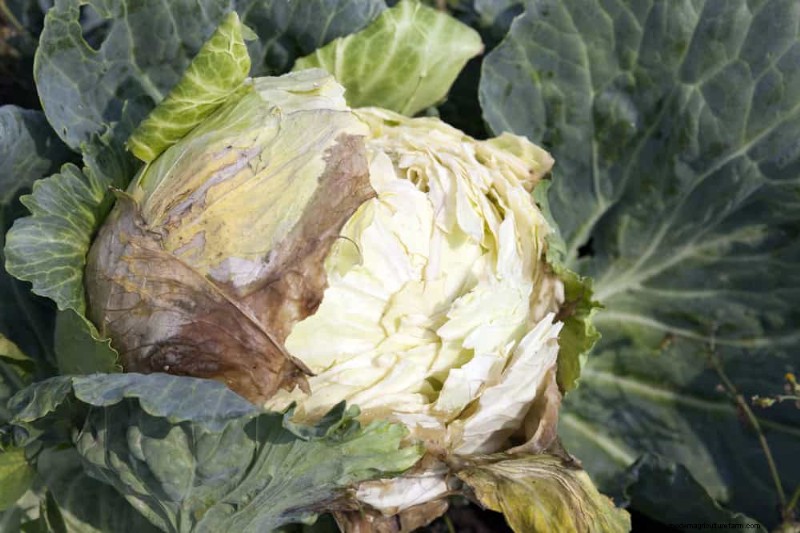 Incompatible Plant Combinations: Avoid These Toxic Pairings in Your Garden