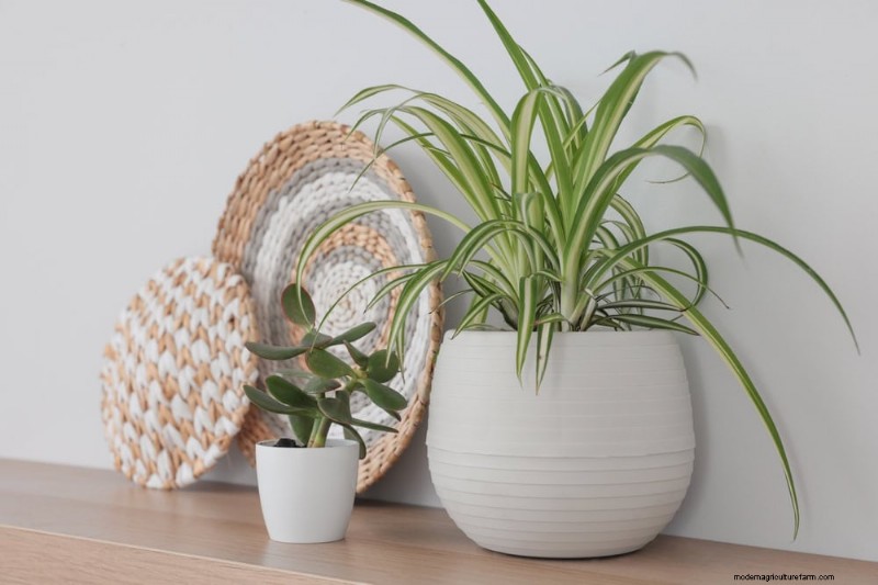 Root-Bound Houseplants: 12 Varieties That Thrive Without Repotting