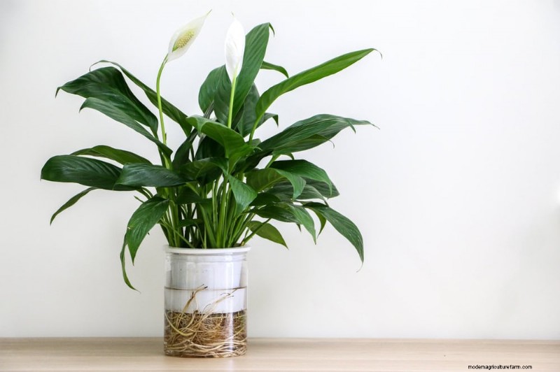 Root-Bound Houseplants: 12 Varieties That Thrive Without Repotting