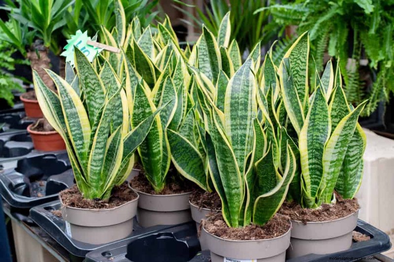 Root-Bound Houseplants: 12 Varieties That Thrive Without Repotting