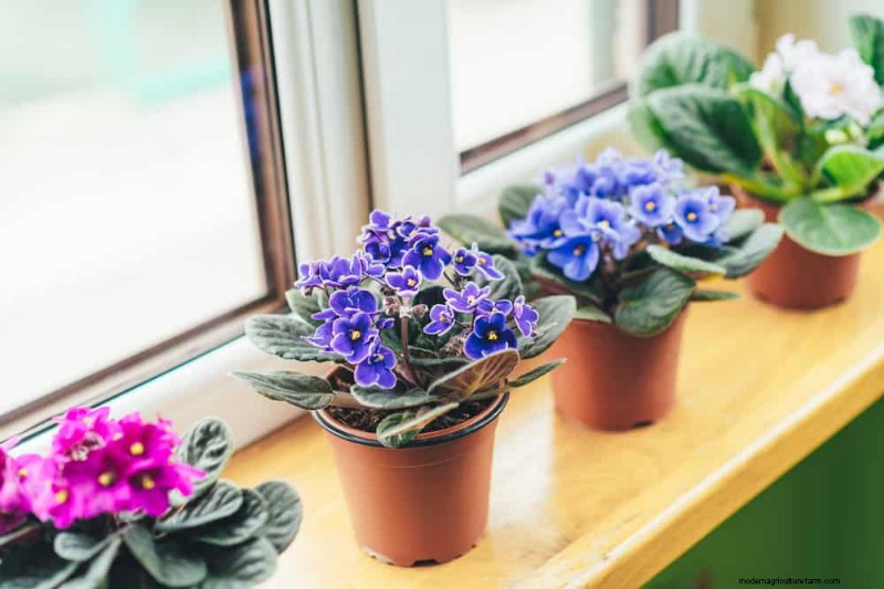 Root-Bound Houseplants: 12 Varieties That Thrive Without Repotting