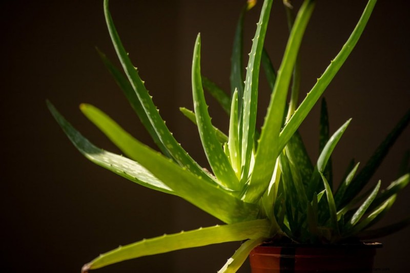 Root-Bound Houseplants: 12 Varieties That Thrive Without Repotting