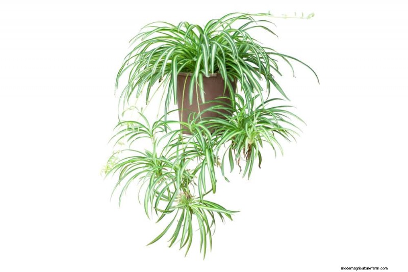 Root-Bound Houseplants: 12 Varieties That Thrive Without Repotting