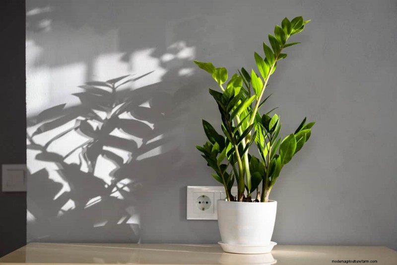 Root-Bound Houseplants: 12 Varieties That Thrive Without Repotting