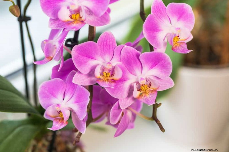 Root-Bound Houseplants: 12 Varieties That Thrive Without Repotting