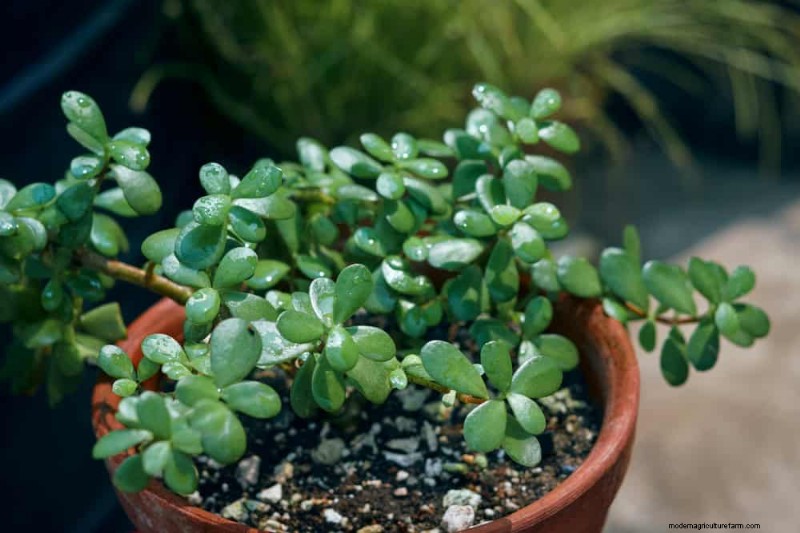 Root-Bound Houseplants: 12 Varieties That Thrive Without Repotting