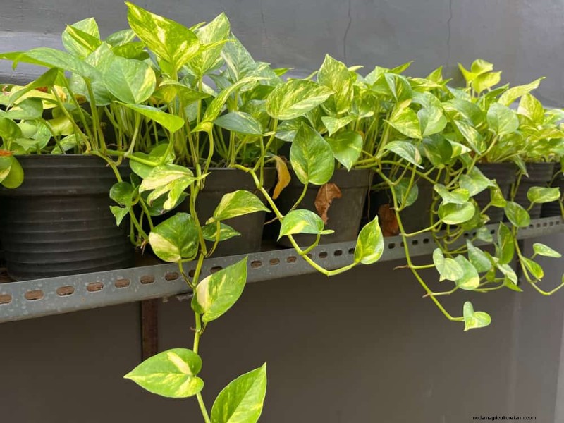 Root-Bound Houseplants: 12 Varieties That Thrive Without Repotting