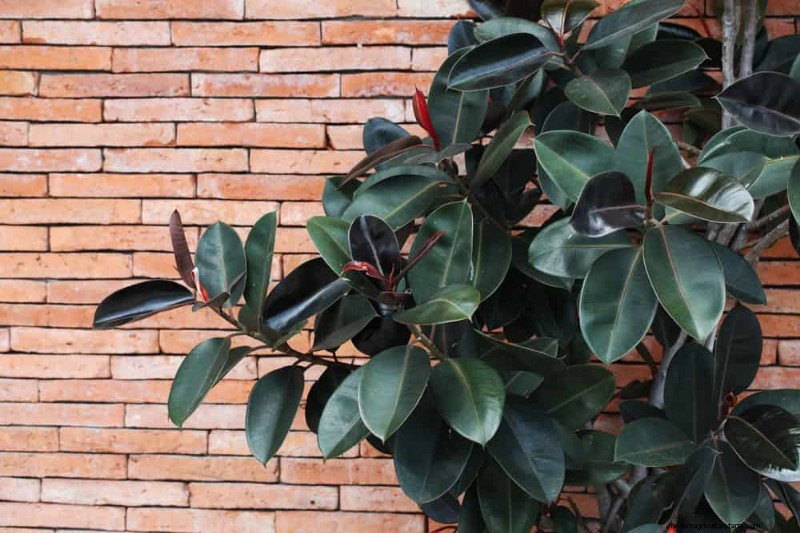 Root-Bound Houseplants: 12 Varieties That Thrive Without Repotting