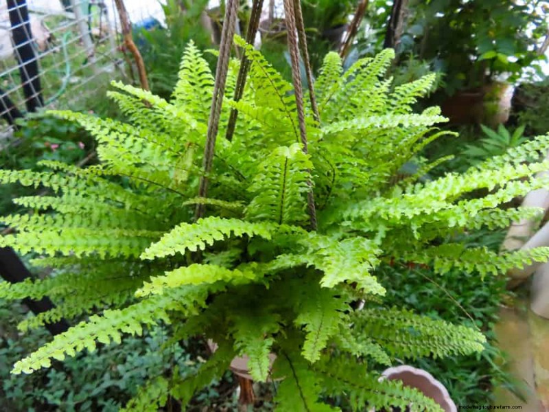 Root-Bound Houseplants: 12 Varieties That Thrive Without Repotting