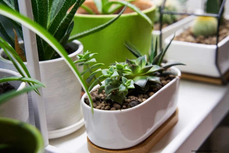 Root-Bound Houseplants: 12 Varieties That Thrive Without Repotting