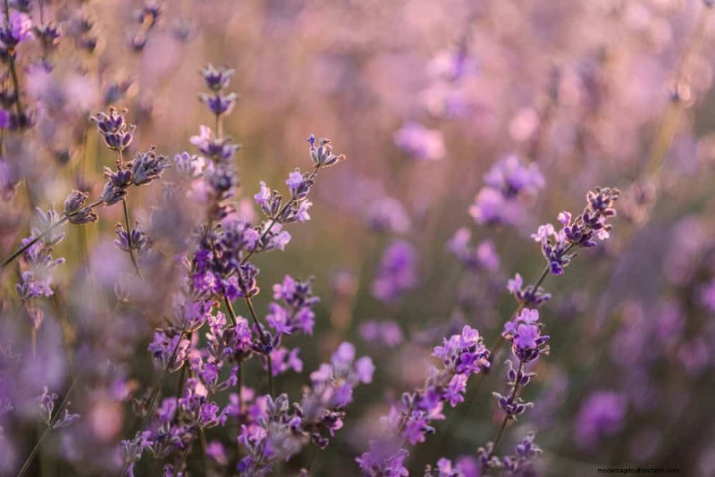 Best Plants for Natural Garden Borders | Landscape Designer Picks