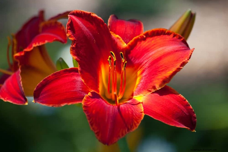 Best Plants for Natural Garden Borders | Landscape Designer Picks