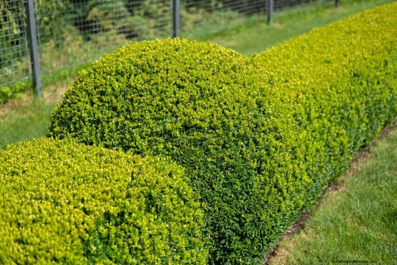 Best Plants for Natural Garden Borders | Landscape Designer Picks
