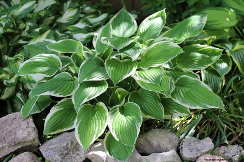 Best Plants for Natural Garden Borders | Landscape Designer Picks