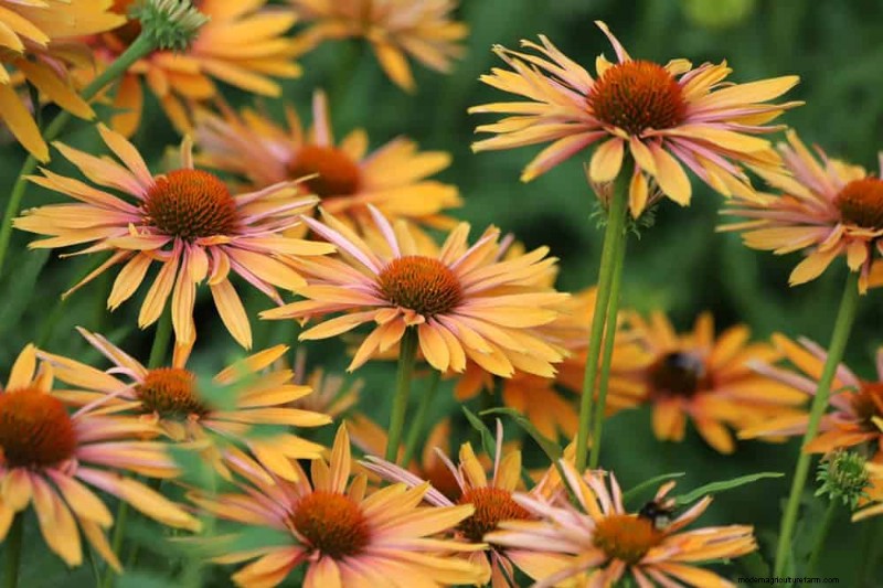 Best Plants for Natural Garden Borders | Landscape Designer Picks