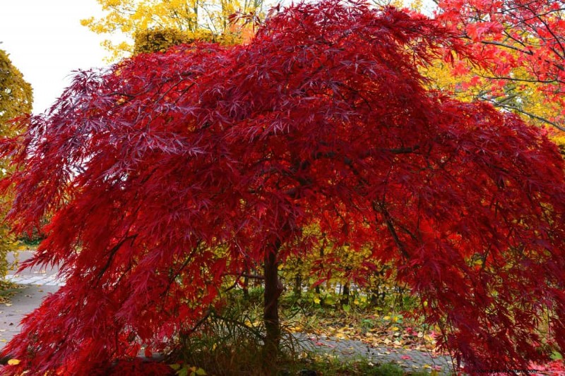 Best Plants for Natural Garden Borders | Landscape Designer Picks