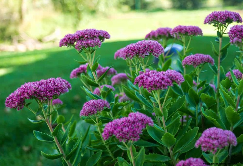 Best Plants for Natural Garden Borders | Landscape Designer Picks