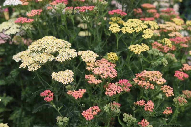 Best Plants for Natural Garden Borders | Landscape Designer Picks