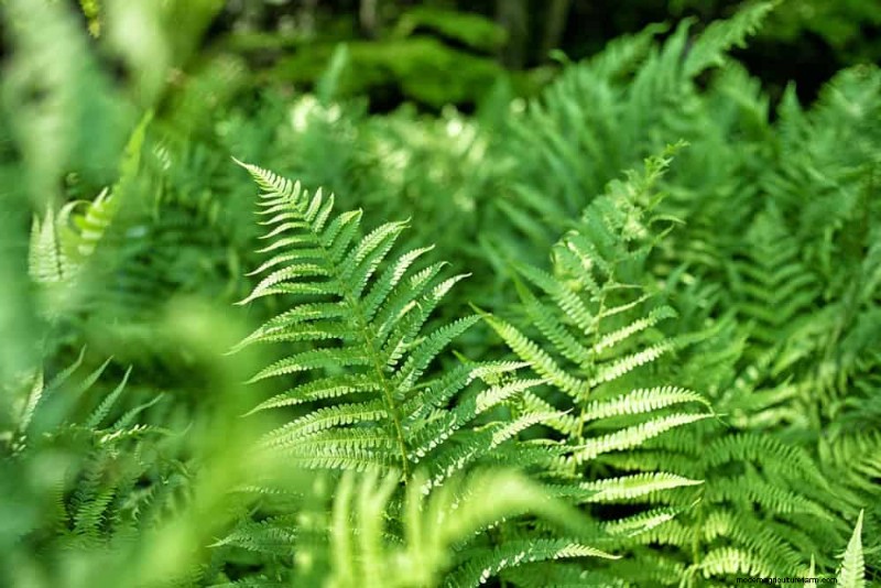 Best Plants for Natural Garden Borders | Landscape Designer Picks