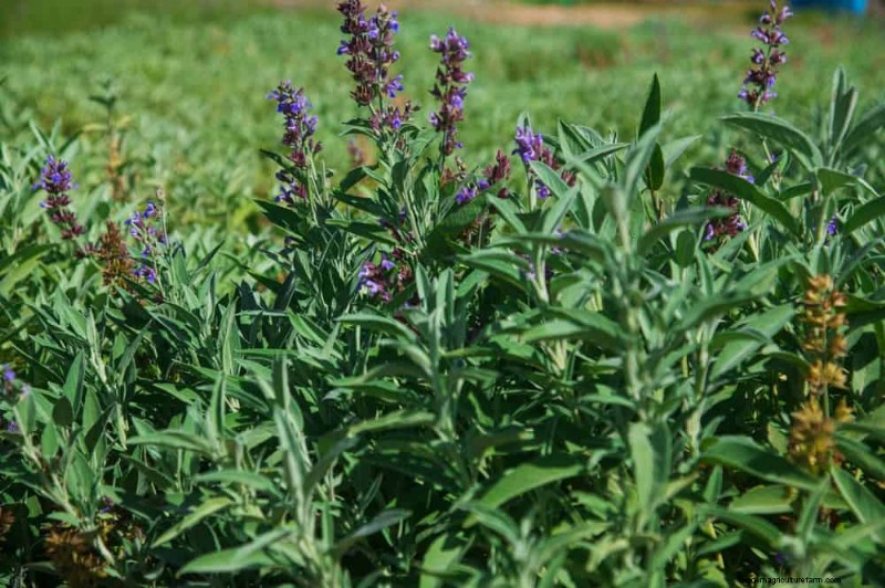 Best Plants for Natural Garden Borders | Landscape Designer Picks