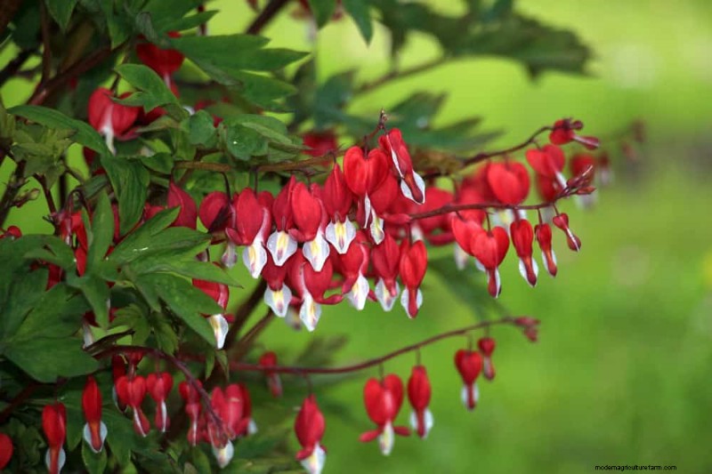 Best Plants for Natural Garden Borders | Landscape Designer Picks