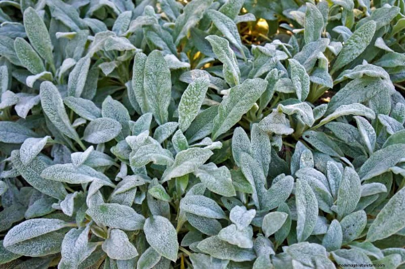 Best Plants for Natural Garden Borders | Landscape Designer Picks