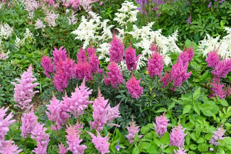 Best Plants for Natural Garden Borders | Landscape Designer Picks