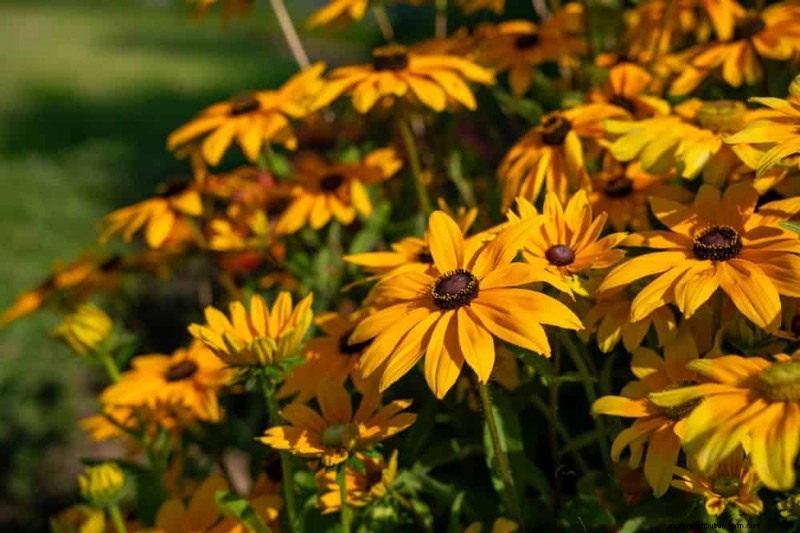 Best Plants for Natural Garden Borders | Landscape Designer Picks