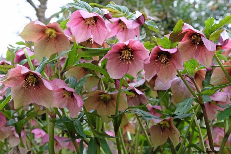 Best Plants for Natural Garden Borders | Landscape Designer Picks